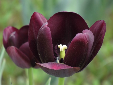 吐露芬芳
