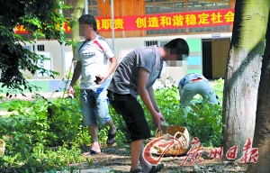 矫正和刑释解教人员正在新落成的安置帮教基地里劳动。记者黎旭阳摄 