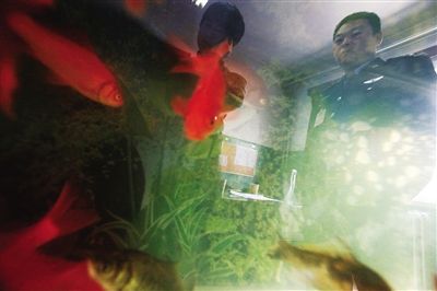 4月20日，天津清河农场金钟监狱，狱警沈欢看着金鱼，若有所思。