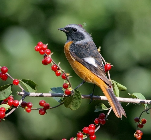 北红尾鸲与红果